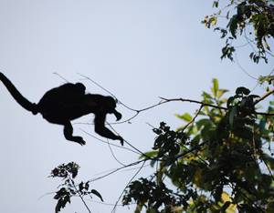 monkeys jumping